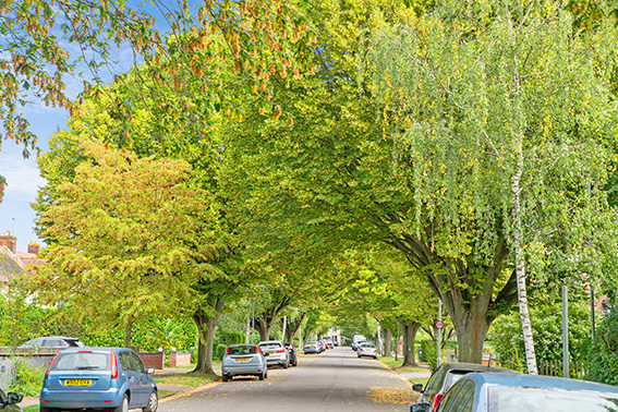 Leafy Street